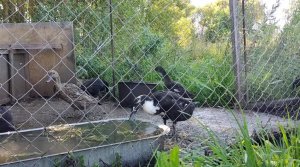 жизнь уток 16 #ducklife #villagelife #duck #утки (1)