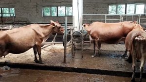 ПРИВЕЗЛИ БЫЧКА ДЛЯ НАШИХ ДЖЕРСИ