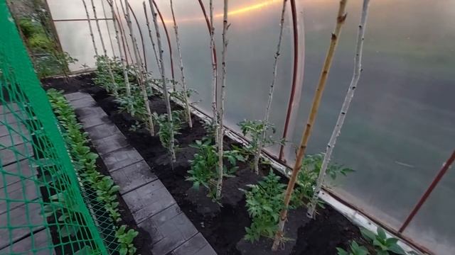 ОБУСТРАИВАЮ ТЕПЛИЦУ. ВЫРАЩИВАЮ ОГУРЦЫ НА СЕТКЕ. смотреть онлайн