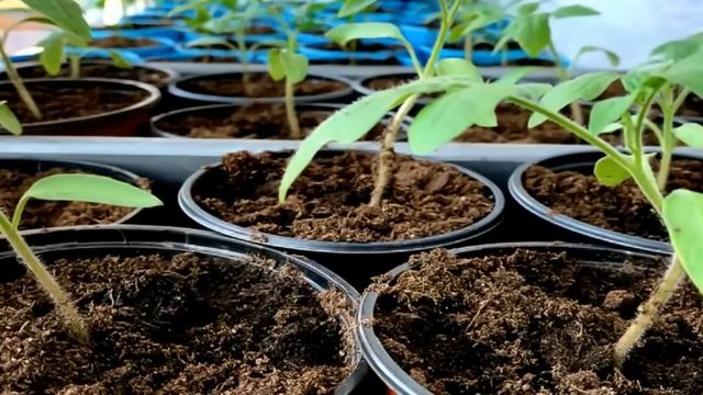 У Рассады Стебель Толще Пальца! ВСЁ ПРОСТО Поливаю Настоем. смотреть онлайн