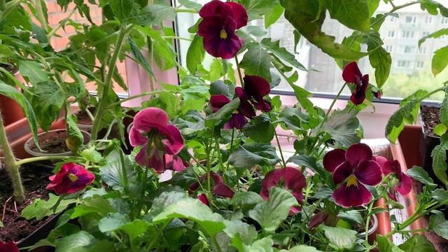 МИЛЕЙШИЕ АНЮТИНЫ ГЛАЗКИ САД МАЛОГО УХОДА смотреть онлайн