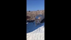Прогулка по песочку...
