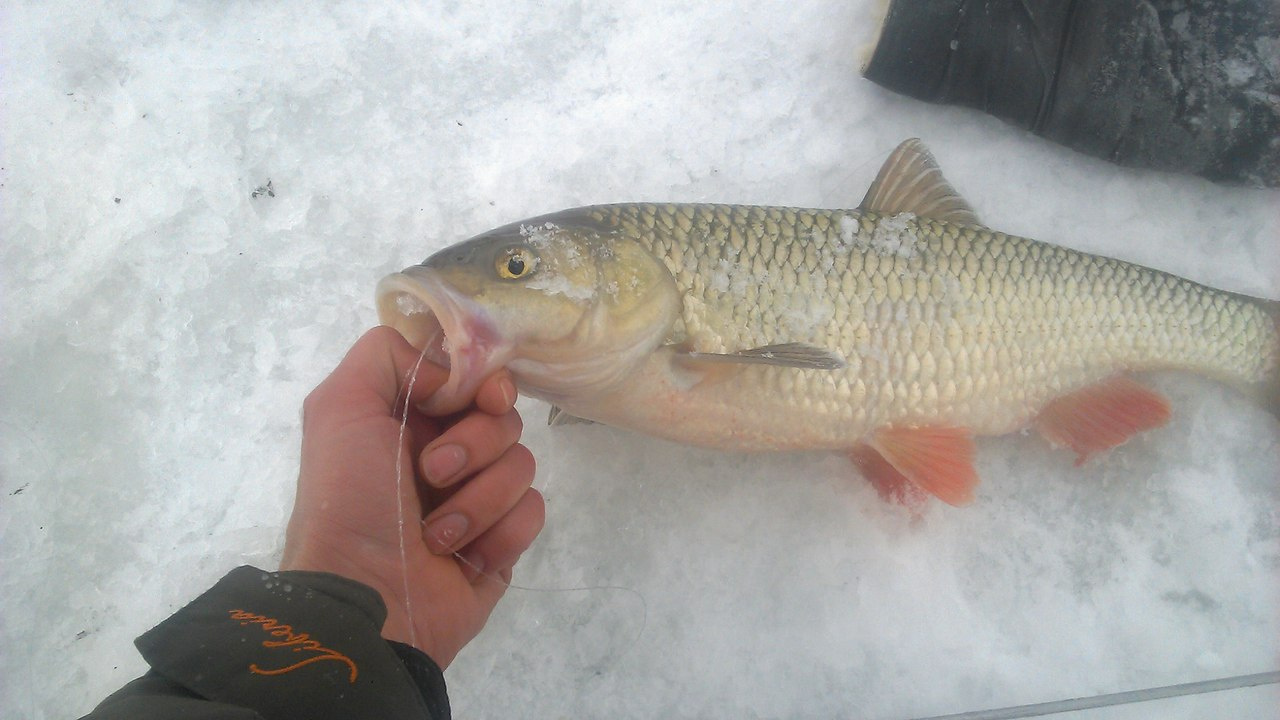 МЕЧТА РЫБАКА,ЛОВЛЯ НА ЖЕРЛИЦЫ ЗИМОЙ рыбалка рыбалка 2022 смотреть онлайн