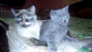 Котенок хочет какать