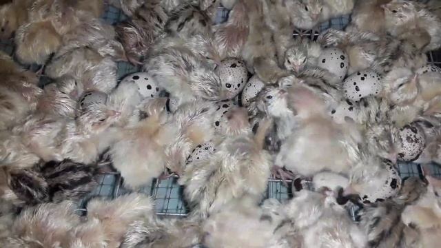 Инкубация перепелов. Режим инкубационного яйца.