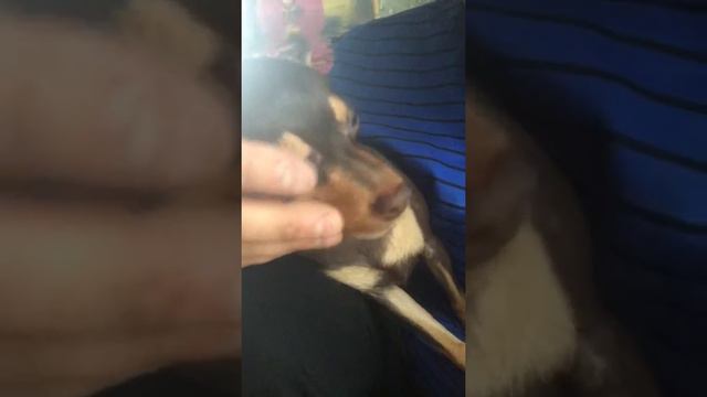 Русский тойтерьер, его лучше не злить))