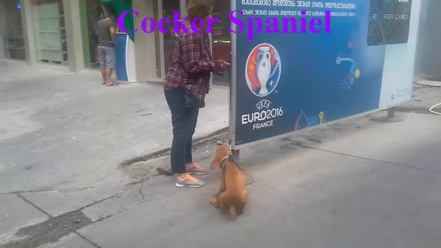 Забавные щенки и милые собачки. Интересная подборка. Funny puppies and cute dogs. Selection.