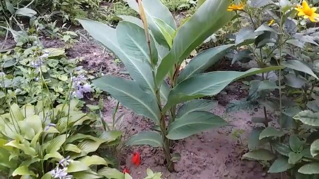 Садові композиції Невибагливі багаторічники Ландшафтний дизайн своїми руками Зразок клумби 117