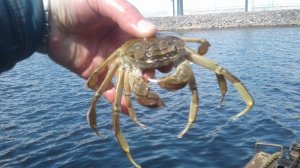 Крабы Финского залива! (Версия 2)