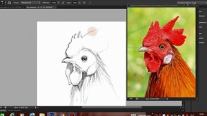 Как нарисовать петуха карандашом. Скетчинг для начинающих