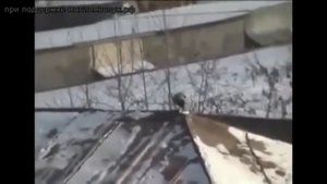 ворона катается на сноуборде.