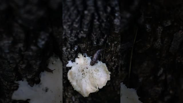 slug snacks #fungi #mushroom #oystermushroom #naturelovers #neature