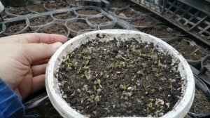 Краспедия взошла из своих семян!