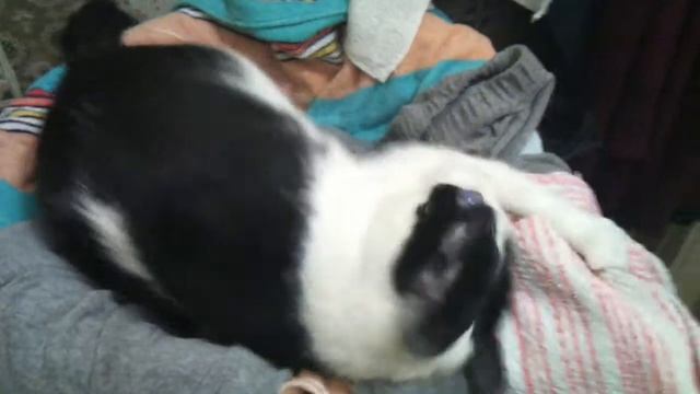 Аве Сатан смотреть онлайн