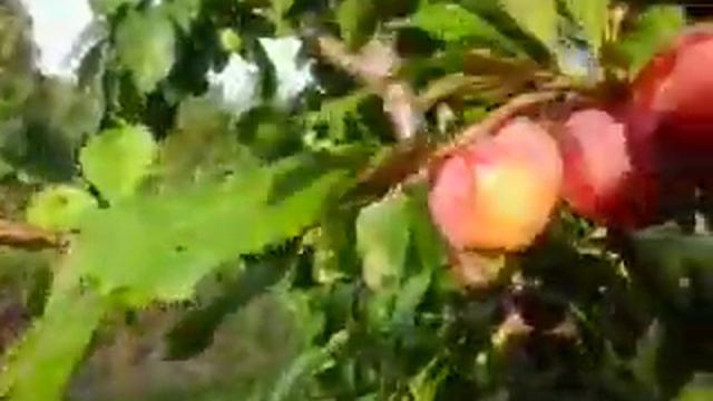 Мій маленький сад....... смотреть онлайн