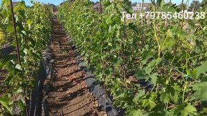 Саженцы винограда покупаем !!!
