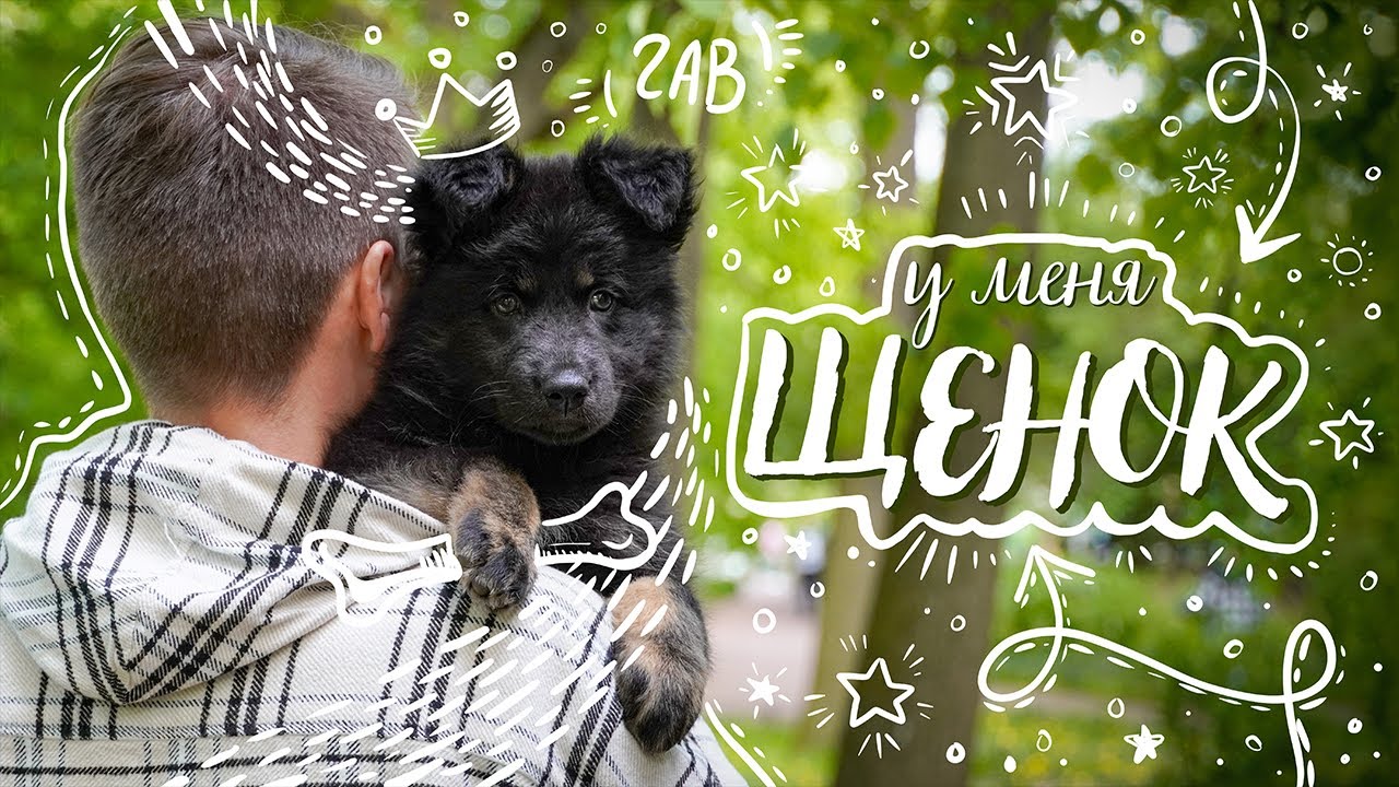 У меня появился щенок: как подготовиться к появлению питомца? Стартовый набор. Бельгийская овчарка смотреть онлайн