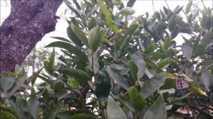 How To Control Citrus Tree Pests: How To Get Rid of Stink Bugs