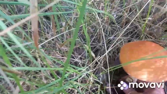 ❗За подосиновиками в лес ❗ 01.08.2023 г. Курская область❗ смотреть онлайн