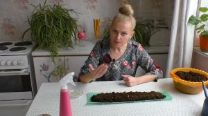 Перец на рассаду в улитке. Четыре главных принципа при посадке семян перца в улитки на рассаду.