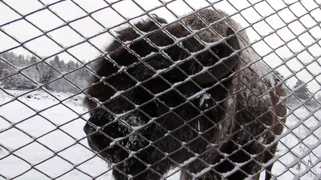 ЗуброБезумие с морковкой смотреть онлайн