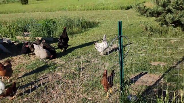 ПОЛИЛА ЦВЕТЫ/СОБРАЛА КЛУБНИКУ / ГНОМИК ПОМОГАЛ / смотреть онлайн