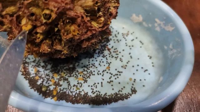 Семена собственного сбора смотреть онлайн