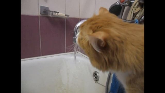 КОТ ПЬЁТ ВОДУ-.mp4 смотреть онлайн