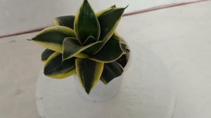 SKU - SGCN174, Sansevieria Trifasciata Hahnii Jade Marginata Green Yellow Color Plant