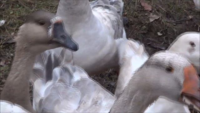 Гуси. утки. куры -  дешёвая  еда. Бревно - руки.  рубанок  =  брус для забора.  ДЕРЕВНЯ. смотреть онлайн