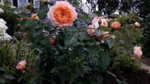 ✿➽ Роза Зоненвельт в августе 2020?? (покупка весной 2020)??