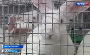 Липецкая кроличья ферма из-за санкций будет закупать российских животных