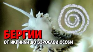 Бергии, от икринки до взрослой особи | Морская аквариумистика