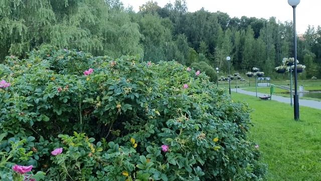 Лена и Ваня LIFE \ Рынок Садовод - Клондайк для Лены! \ Обзор влогов