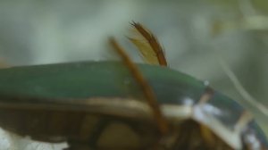 Жук-плавунец – Пиранья прудов! Бронированный и вечно голодный подводный хищник!