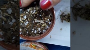 Церопегия Вуда /укоренение воздушным методом