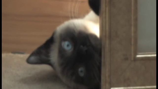 My Siamese Cat Bhlue Posing смотреть онлайн