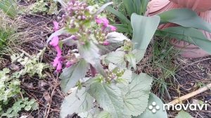 Лунария. Оригинальная и неприхотливая #лунария#серебрянная_денежка