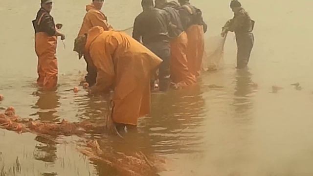 Рыбалка 2018! Невод 250м,три замёта. смотреть онлайн