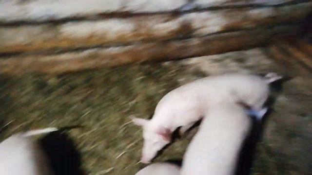 Личное подсобное хозяйство. Обзор моего мини хозяйства.