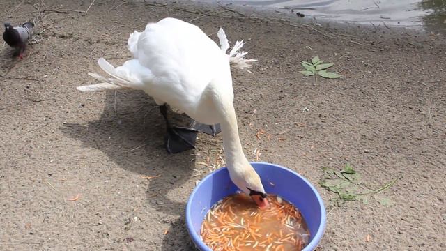 НОВОСИБИРСКИЙ ЗООПАРК смотреть онлайн