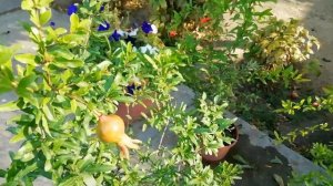 Плодоношение комнатного граната