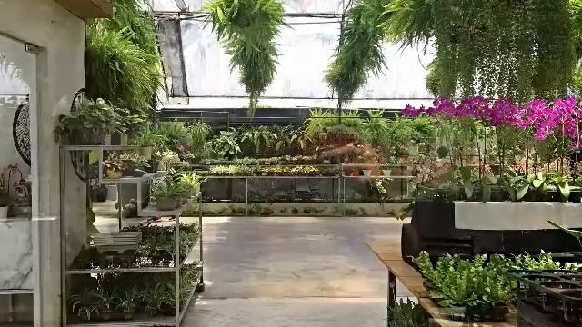 Orchids at World of Phalaenopsis смотреть онлайн