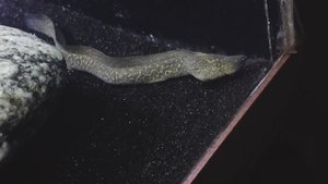 Запустил рыбу в аквариум на 1000 литров