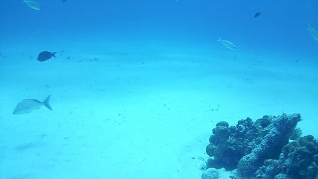 Lens: Погружение ч.2 о. Провиденсия Карибы, (Diving in Providencia Island).