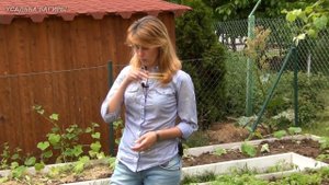 Посадка рассады бархатцев в грунт