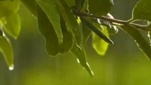 Дождик осенний поплачь обо мне ....Елена Камбурова