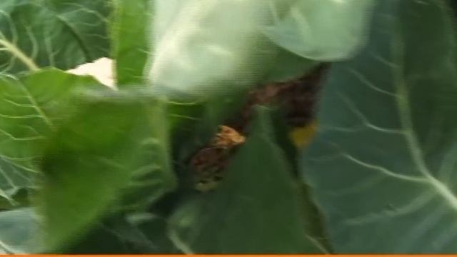 СЕКРЕТЫ выращивания ЦВЕТНОЙ КАПУСТЫ и БРОККОЛИ смотреть онлайн