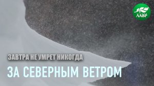 За северным ветром. Завтра не умрет никогда.