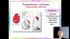 Вегетативное размножение растений